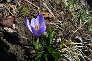 35 Crocus vernus 